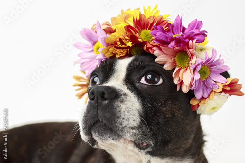 Boston Terrier with crown of flowers