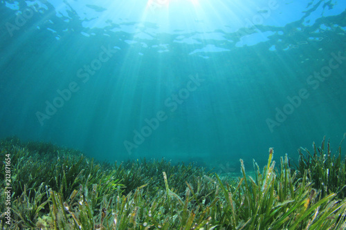 Green sea grass blue ocean underwater   photo