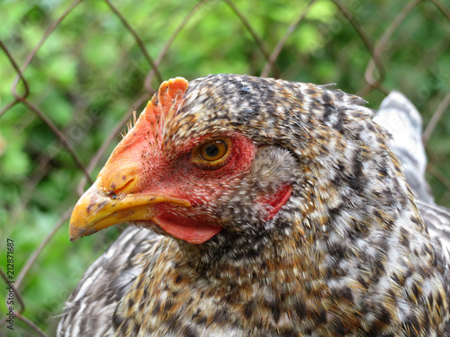 Speckled chicken in the coop, close-up. Hen on the farm in summer