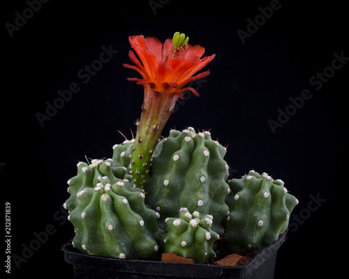 Cactus Echinocereus triglochidiatus inermis with flower isolated on Black. photo