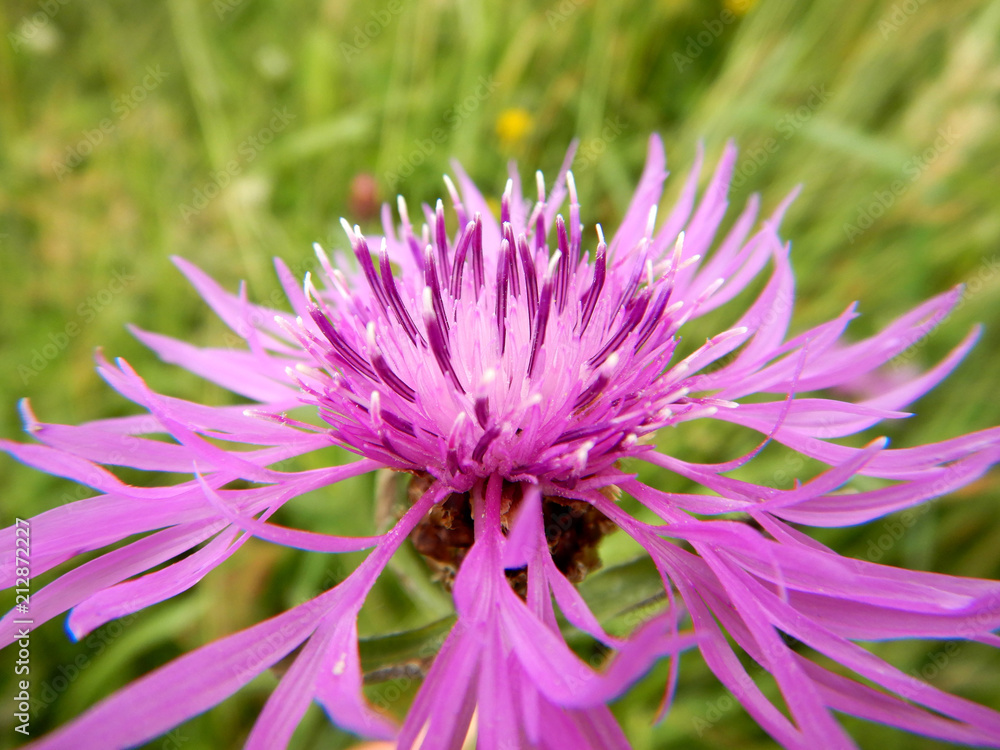Brown knapweed close-up, purple wildflower on meadow Brown knapweed close-up, purple wildflower on meadow