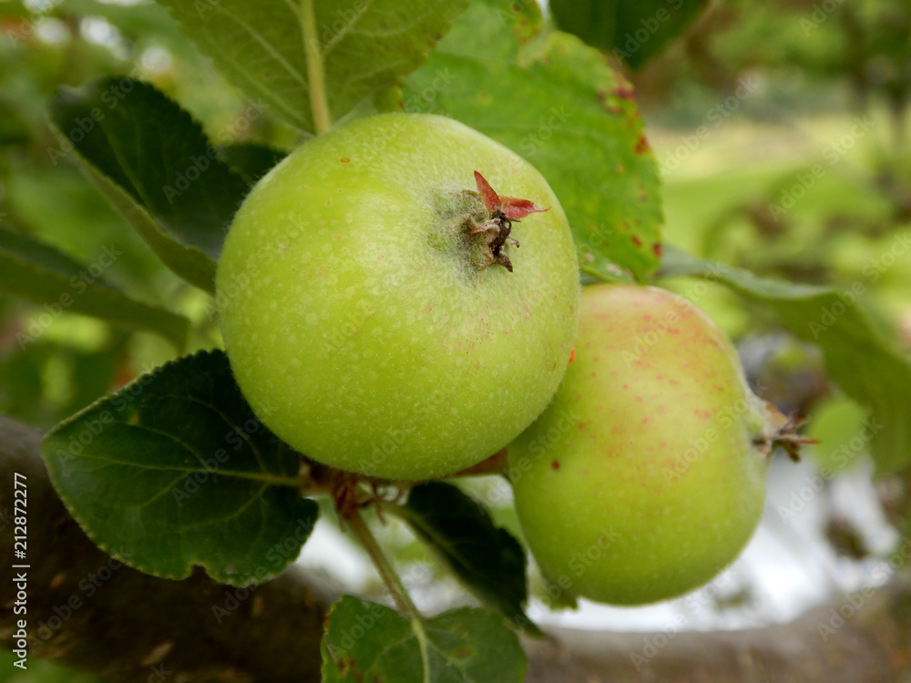 Two apples growing on tree, green apple and leaves Two apples growing on tree, green apple and leaves