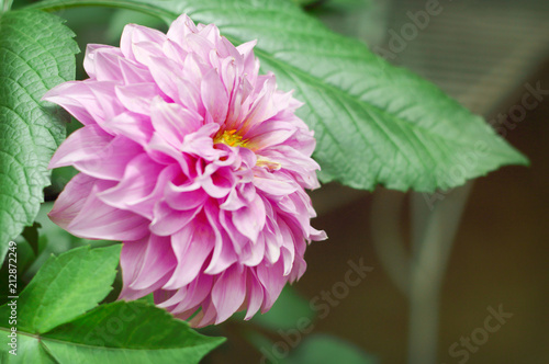 Fototapeta Naklejka Na Ścianę i Meble -  Beautiful pink dahlia flower blooming in the garden.