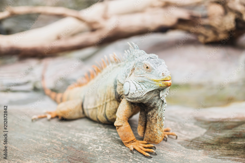 Obraz premium beautiful iguana lizard