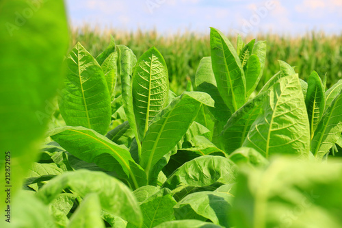 Tobacco big leaf crops growing in tobacco plantation field