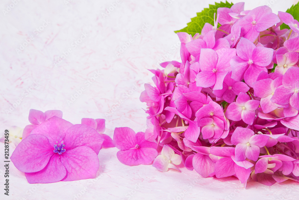 Fototapeta premium pink hydrangea flowers on white hand drawn background with smears