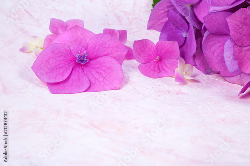 pink hydrangea flowers on white hand drawn background with smears