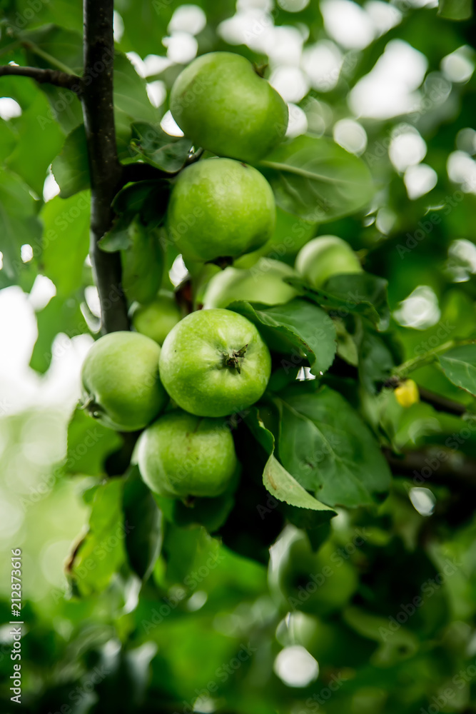 green apple grows on a tree