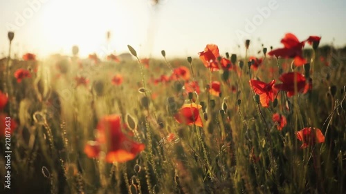 Beautiful field full of wild flowers. Wonderful poppies. Pretty red flowers. Countryside. Evening in Ukrainian village. Summertime. Outdoors.