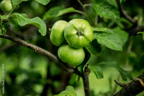 green apple grows on a tree
