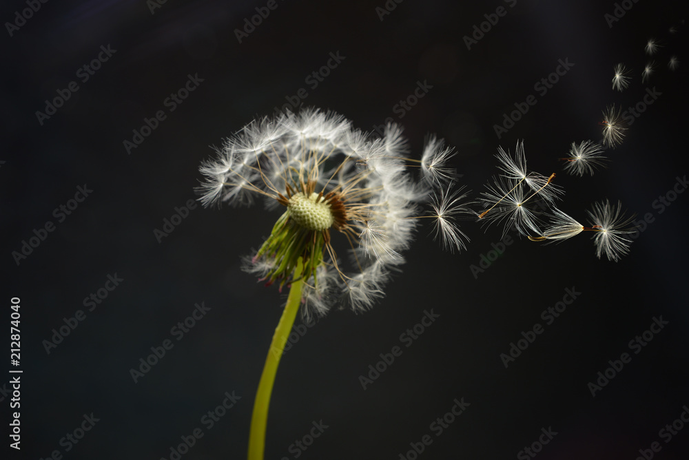 Obraz premium spores of the dandelion