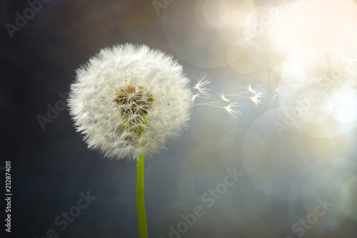 Fototapeta Naklejka Na Ścianę i Meble -  flowers