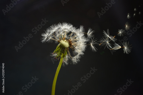 Fototapeta Naklejka Na Ścianę i Meble -  spores of the dandelion