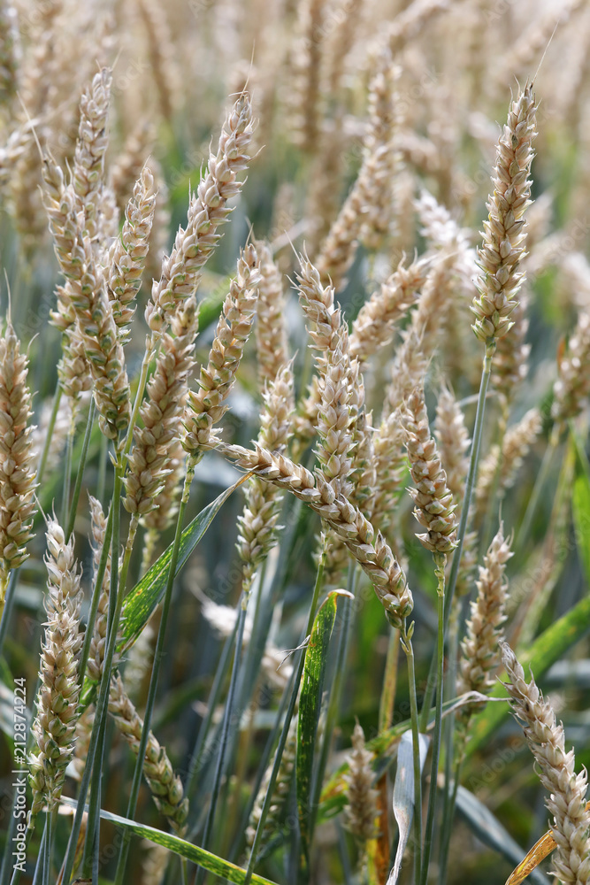 Weizen Feld, reife Ähren (Triticum) Weizen Feld, reife Ähren (Triticum)