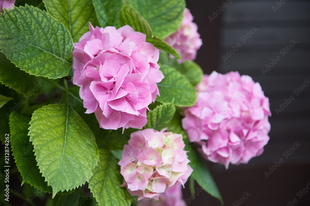 Blooming flowers hydrangea are pink, blue, lilac, violet, purple in spring and summer at sunset in town garden.