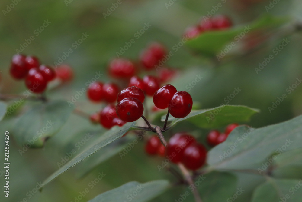 Geißblattgewächse (Caprifoliaceae) rote Früchte Geißblattgewächse (Caprifoliaceae) rote Früchte
