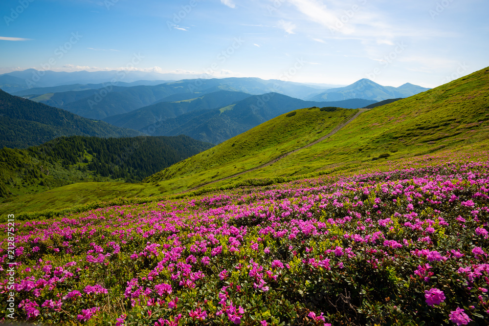 Road leading along a mountain ridge to the blue sky among flowering rhododendrons