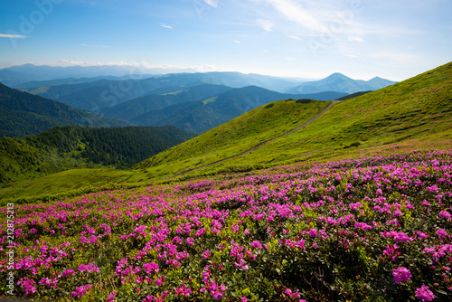 Road leading along a mountain ridge to the blue sky among flowering rhododendrons
