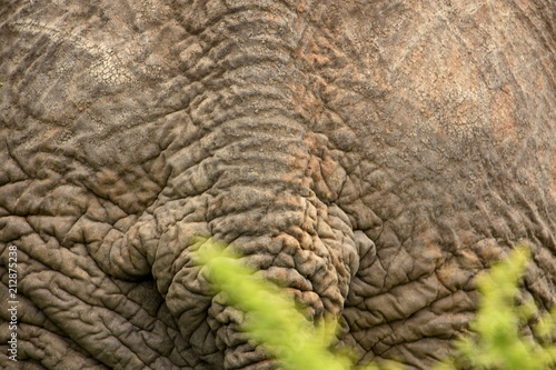 Elefant © Sarah