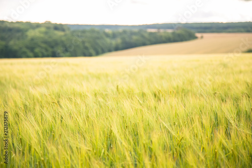 green wheat farming