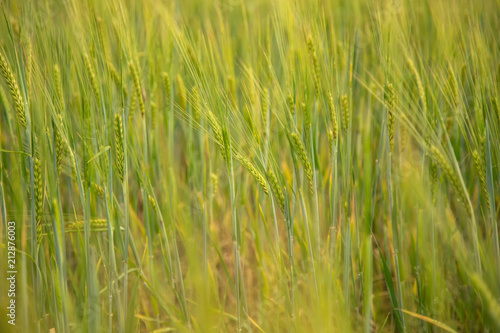 green wheat farming