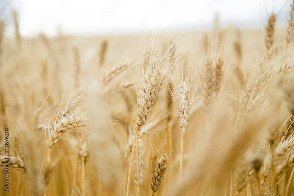 Fototapeta premium Wheat Field On the farm, ears of barley