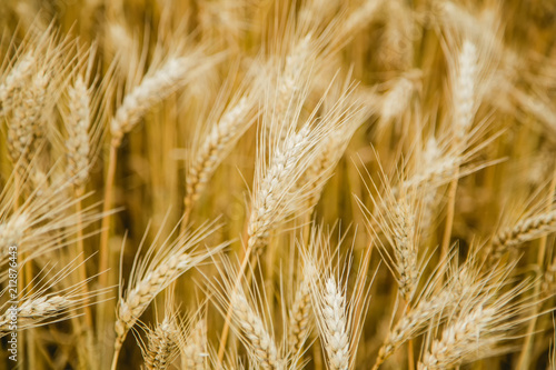 Wheat Field On the farm, ears of barley