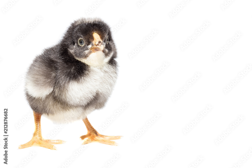 Obraz premium Chicken on white background