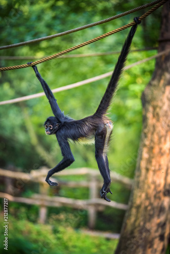 Photography Geoffroy's Spider Monkey hangin on a rope