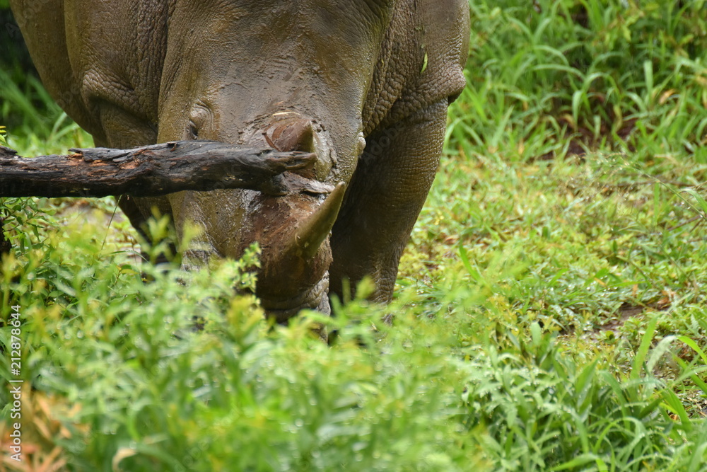 Fototapeta premium Nashorn