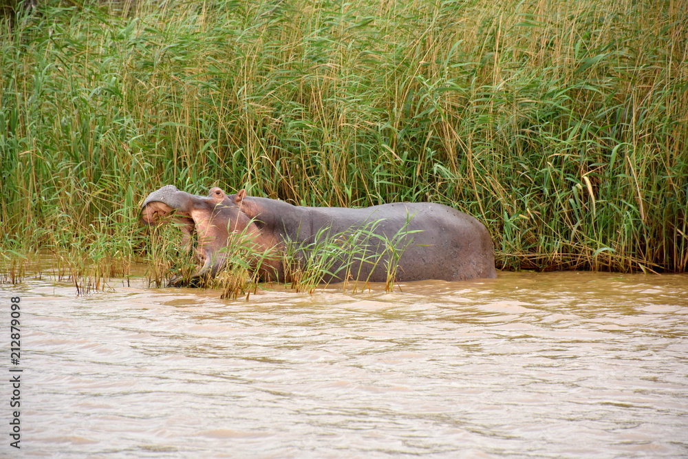 Fototapeta premium Flusspferde