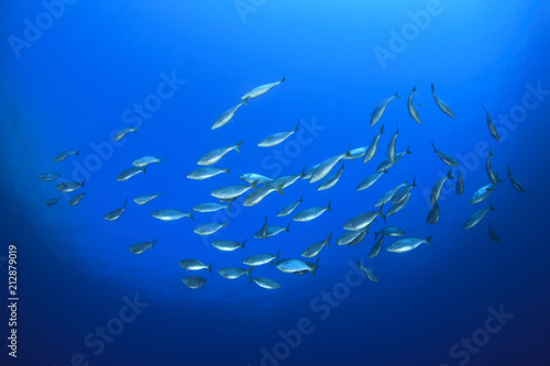 Fish in sea 