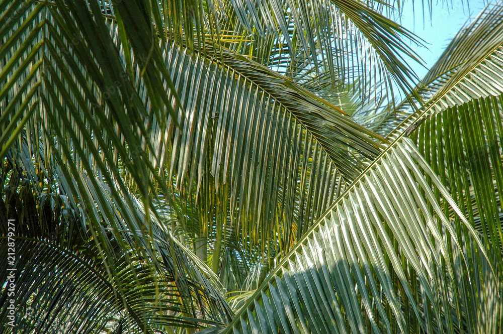 Coconut Groves - Ampawar Thailand Coconut Groves - Ampawar Thailand