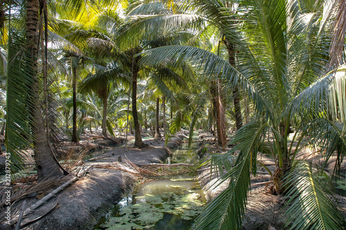 Fototapeta Naklejka Na Ścianę i Meble -  Coconut Groves - Ampawar Thailand 