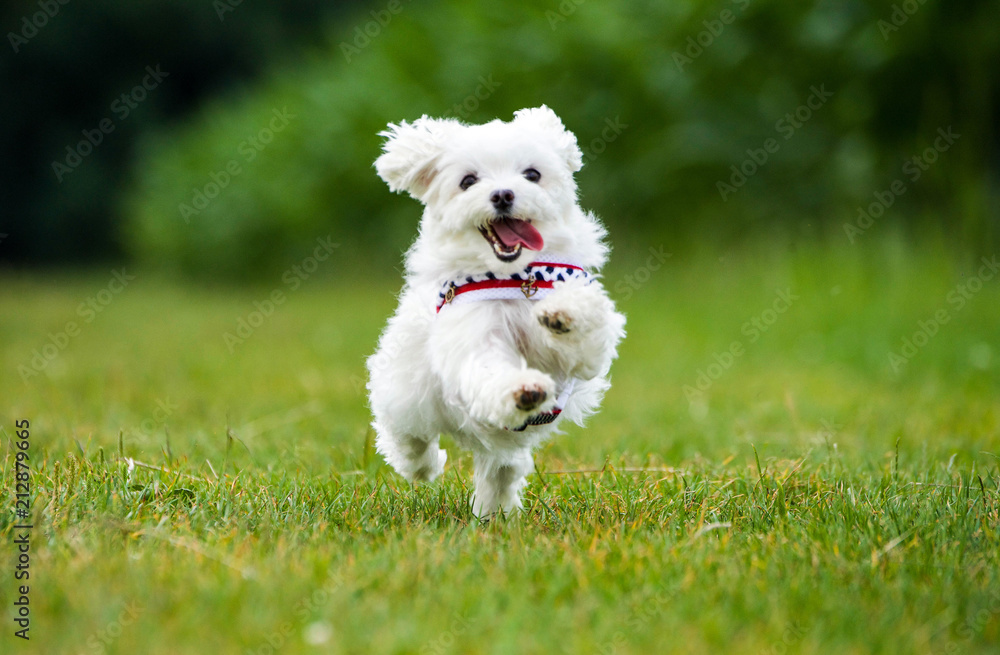 Kleiner Malteser Hund springt über eine Wiese