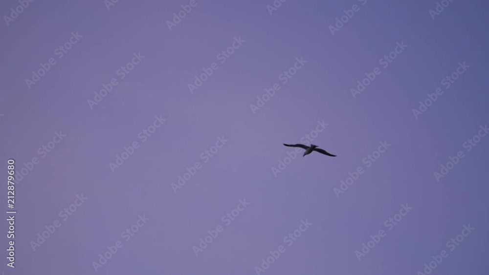 Birds Flying in Sky Over Greenland Village at Sunset in Slow Motion Birds Flying in Sky Over Greenland Village at Sunset in Slow Motion