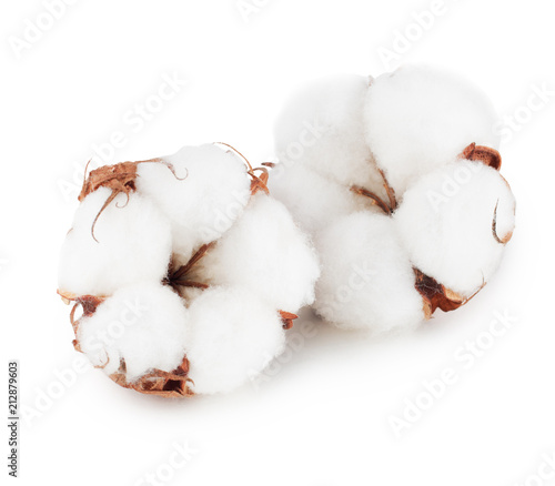 Cotton plant flowers isolated on white background