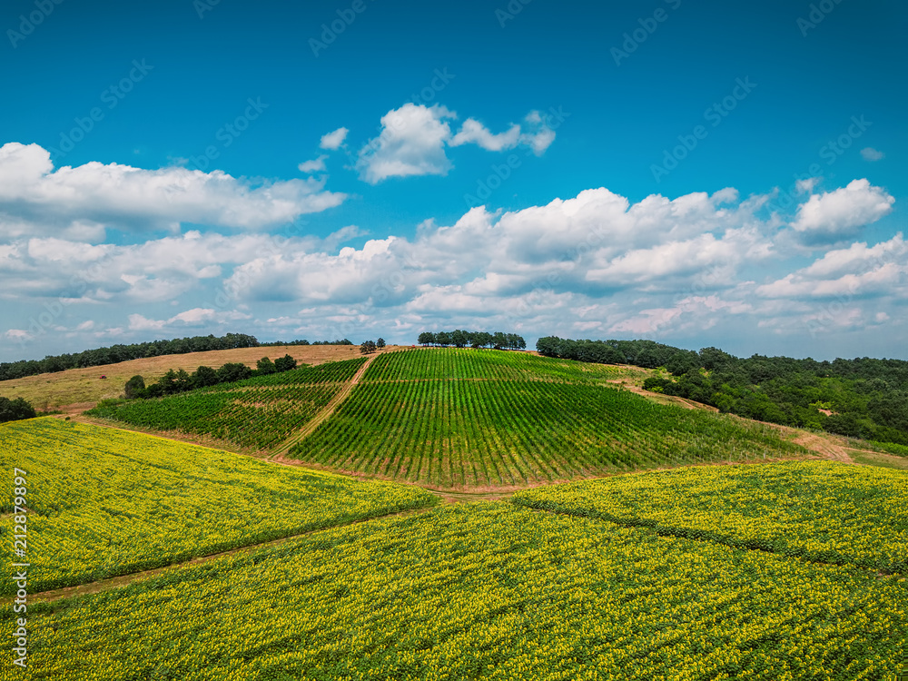Aerial view over vineyard in Europe