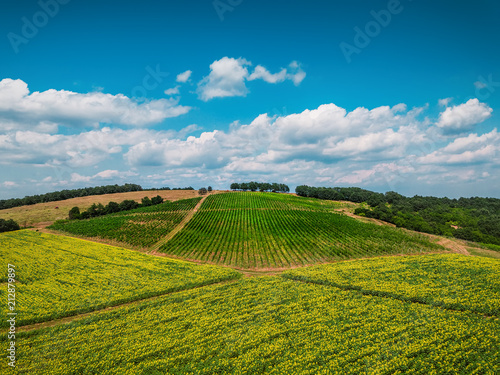 Aerial view over vineyard in Europe