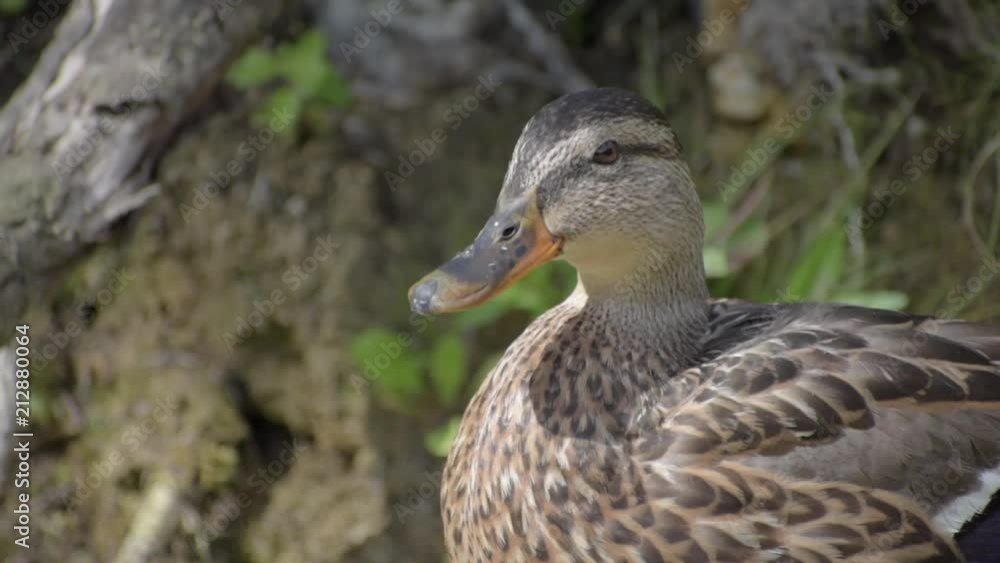 Detail of a wild duck and lazily looking around Detail of a wild duck and lazily looking around