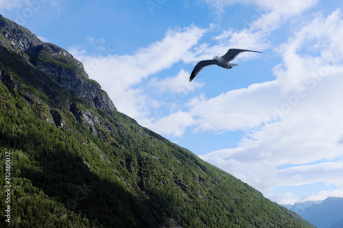 Gull flying over Norwegian fjord