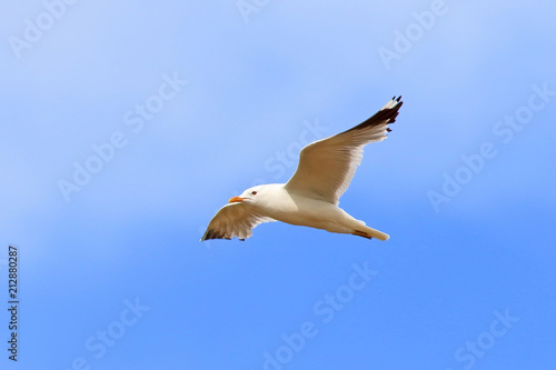 Larus canus. Graceful Seagull flying in Siberia
