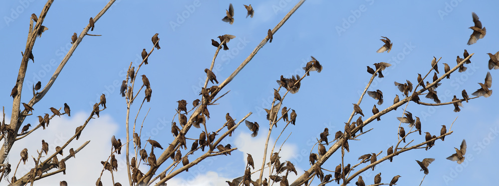Spring. The starlings returned home and arranged a feast on the branches of a dry tree ... Spring. The starlings returned home and arranged a feast on the branches of a dry tree ...