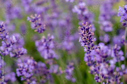 Close up of lavender flower on the meadow