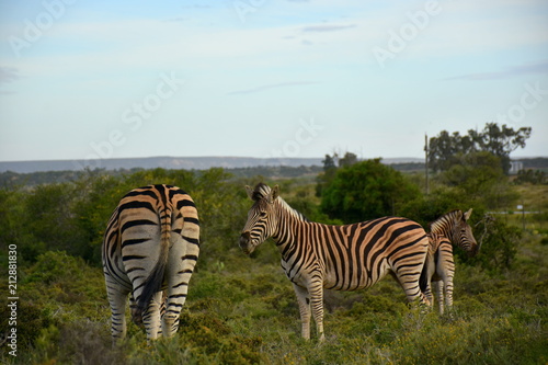Zebras in S  dafrika