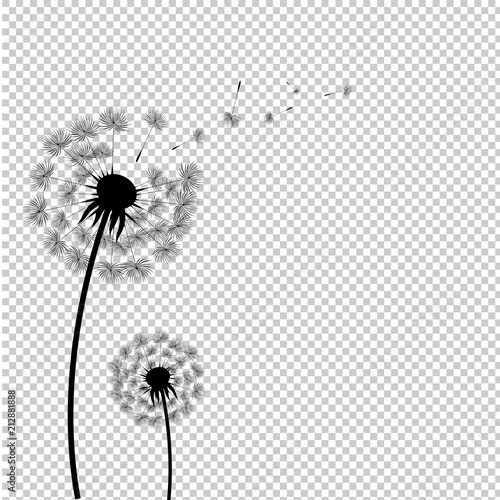 Silhouette Dandelion Isolated Transparent Background