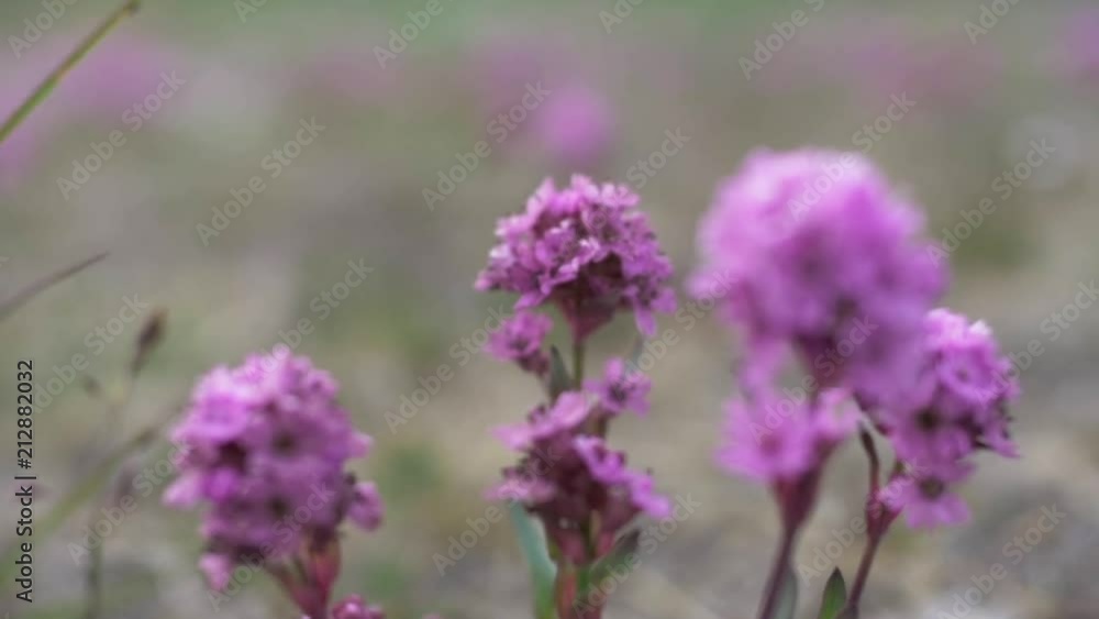 Little Purple Flowers Rack Focus in Greenland Little Purple Flowers Rack Focus in Greenland