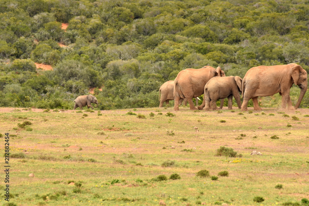 Elefant Elefant