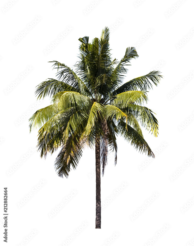 Obraz premium Coconut on white background, clipping paht.