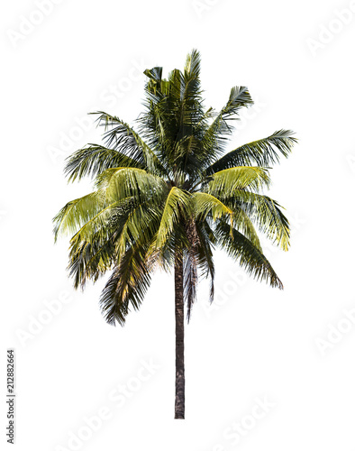 Coconut on white background, clipping paht.